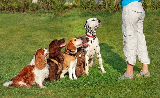 Illustrazione Di Vettore Di Addestramento Dell'addestratore Di Cani Illustrazione Vettoriale